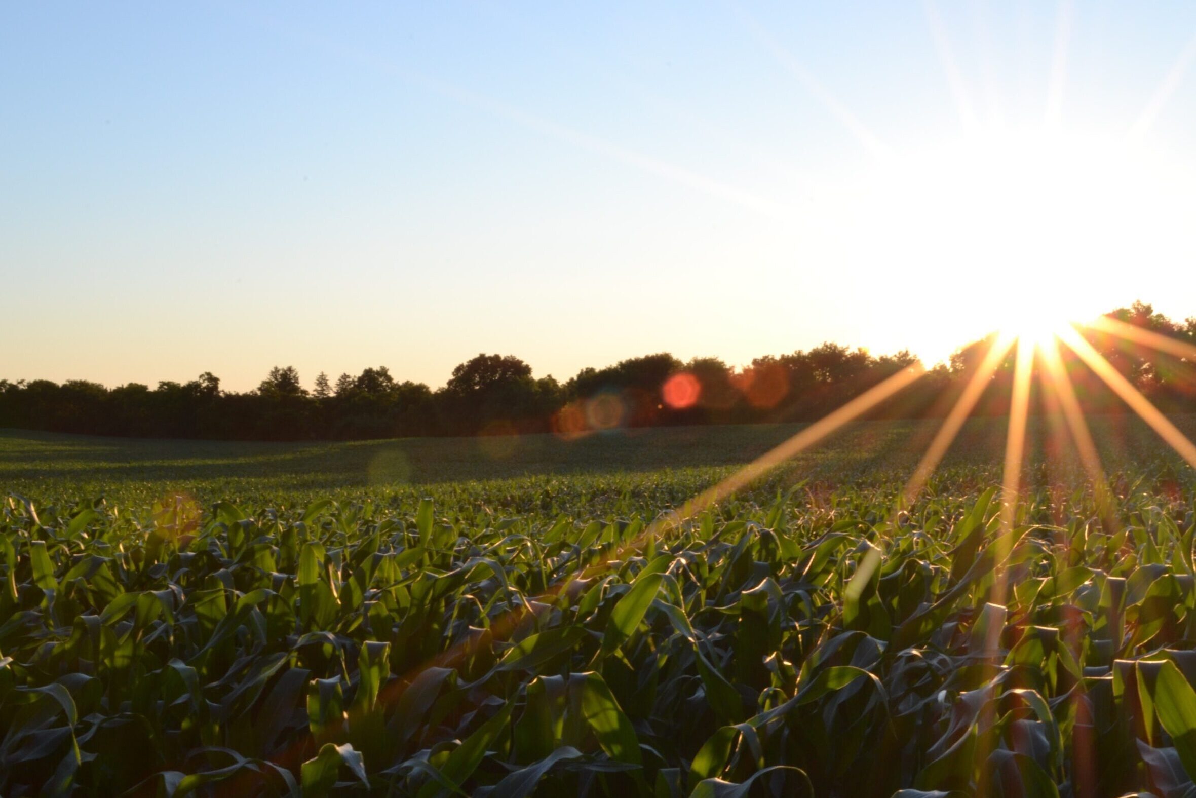 The sun rising over a corn field.
